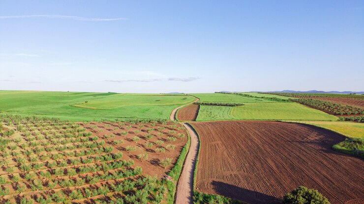 campo con siembras para cosechas