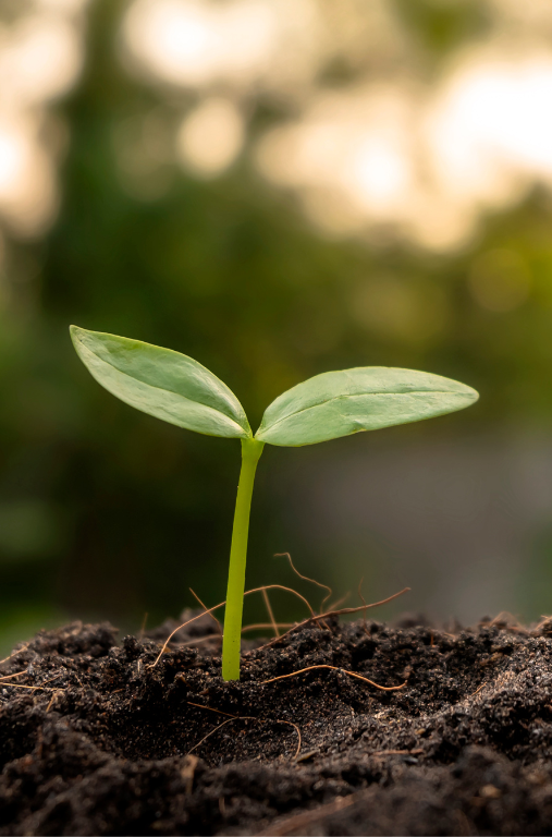 planta en crecimiento