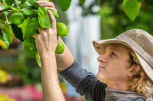 recogiendo limones del árbol